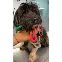 Foto dell\'animale cane - Matr. 2024/2100 - Microchip 380260002303294