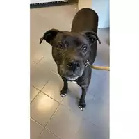 Foto dell\'animale cane - Matr. 2022/1769 - Microchip 380260042778560
