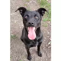 Foto dell\'animale cane - Matr. 2024/1433 - Microchip 380260044998232