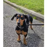 Foto dell\'animale cane - Matr. 2024/2107 - Microchip 380260101888245