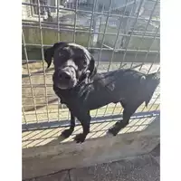 Foto dell\'animale cane - Matr. 2024/2108 - Microchip 380260170343469
