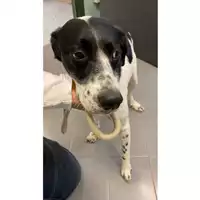 Foto dell\'animale cane - Matr. 2024/2110 - Microchip 380260170343239