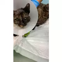 Foto dell\'animale gatto - Matr. 2024/2109 - Microchip 380260170343465