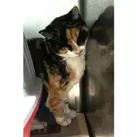 Foto dell\'animale gatto - Matr. 2024/2112 - Microchip 380260170343471