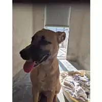 Foto dell\'animale cane - Matr. 2024/1158 - Microchip 380260170343844