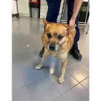 Foto dell\'animale cane - Matr. 2018/0610 - Microchip 380260043524112