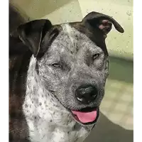 Foto dell\'animale cane - Matr. 2021/0856 - Microchip 380260044541601