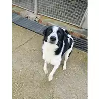 Foto dell\'animale cane - Matr. 2024/2132 - Microchip 380260044086472