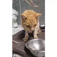 Foto dell\'animale gatto - Matr. 2024/2135 - Microchip 380260170343382