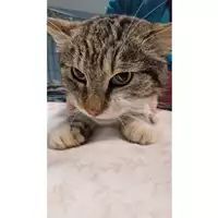 Foto dell\'animale gatto - Matr. 2024/2137 - Microchip 380260170343490