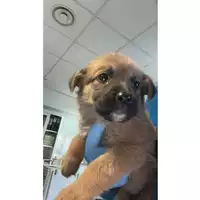 Foto dell\'animale cane - Matr. 2024/2142 - Microchip 380260170343492