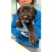 Foto dell\'animale cane - Matr. 2024/2141 - Microchip 380260170343480