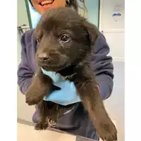 Foto dell\'animale cane - Matr. 2024/2144 - Microchip 380260170343495