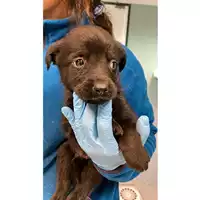 Foto dell\'animale cane - Matr. 2024/2143 - Microchip 380260170343483