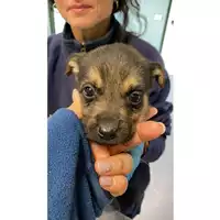 Foto dell\'animale cane - Matr. 2024/2145 - Microchip 380260170343497