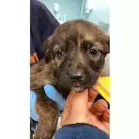 Foto dell\'animale cane - Matr. 2024/2146 - Microchip 380260170343487