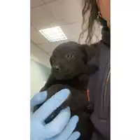 Foto dell\'animale cane - Matr. 2024/2147 - Microchip 380260170343485