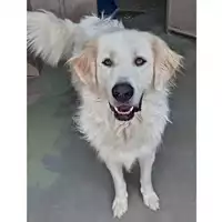 Foto dell\'animale cane - Matr. 2021/2048 - Microchip 380260044579345