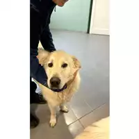 Foto dell\'animale cane - Matr. 2021/1457 - Microchip 380260044476185