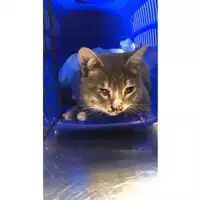 Foto dell\'animale gatto - Matr. 2024/2149 - Microchip 380260170343494