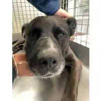 Foto dell\'animale cane - Matr. 2024/2140 - Microchip 380260170343481