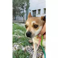 Foto dell\'animale cane - Matr. 2024/2154 - Microchip 380260170343499