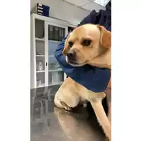 Foto dell\'animale cane - Matr. 2024/2156 - Microchip 380260170343489