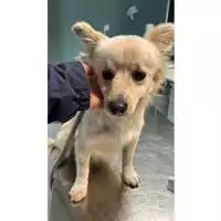 Foto dell\'animale cane - Matr. 2024/2162 - Microchip 380260170343506