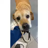 Foto dell\'animale cane - Matr. 2024/2161 - Microchip 380260002256386