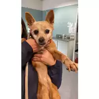 Foto dell\'animale cane - Matr. 2024/2164 - Microchip 380260170343350
