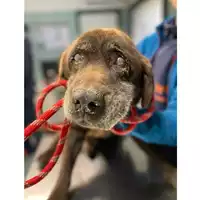 cane - Matr. 2024/2167 - Microchip 380260000306835