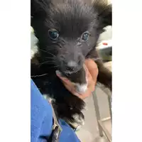 cane - Matr. 2024/2170 - Microchip 380260170352663