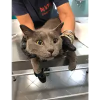 Foto dell\'animale gatto - Matr. 2021/0858 - Microchip 380260044541423