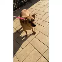 Foto dell\'animale cane - Matr. 2024/2168 - Microchip 380260170352667