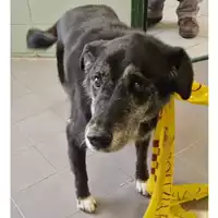Foto dell\'animale cane - Matr. 2024/2172 - Microchip 380260042077170