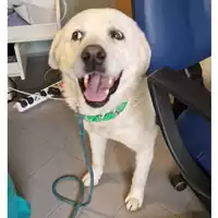 Foto dell\'animale cane - Matr. 2024/2171 - Microchip 380260170352676