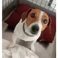 Foto dell\'animale cane - Matr. 2024/2173 - Microchip 380260102044654