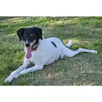 Foto dell\'animale cane - Matr. 2018/1500 - Microchip 380260002230828