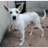 Foto dell\'animale cane - Matr. 2024/1042 - Microchip 380260044980958