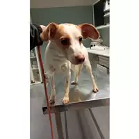 Foto dell\'animale cane - Matr. 2024/2174 - Microchip 380260170352678