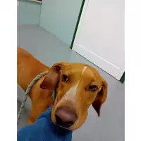 Foto dell\'animale cane - Matr. 2024/2179 - Microchip 380260102555272
