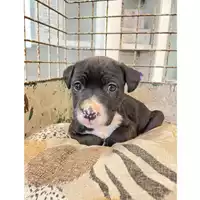 Foto dell\'animale cane - Matr. 2024/2181 - Microchip 380260170352675