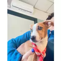 Foto dell\'animale cane - Matr. 2024/2180 - Microchip 380260160597444