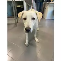 Foto dell\'animale cane - Matr. 2024/2020 - Microchip 380260170343293