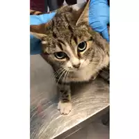 Foto dell\'animale gatto - Matr. 2024/2183 - Microchip 380260170352672