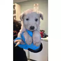 Foto dell\'animale cane - Matr. 2024/2190 - Microchip 380260170352671