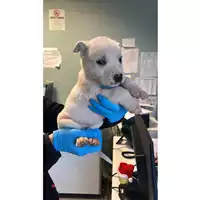 Foto dell\'animale cane - Matr. 2024/2191 - Microchip 380260170352670