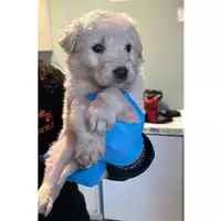 Foto dell\'animale cane - Matr. 2024/2192 - Microchip 380260170352679