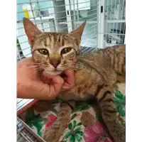 Foto dell\'animale gatto - Matr. 2021/0859 - Microchip 380260044541977