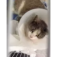 Foto dell\'animale gatto - Matr. 2017/0662 - Microchip 380260043269203